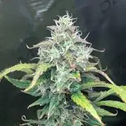 Skywalker OG & Strawberry Gorilla