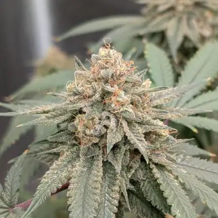 Dante's Inferno #8 S1