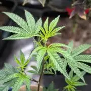 Blueberry Spider (Clones Run)