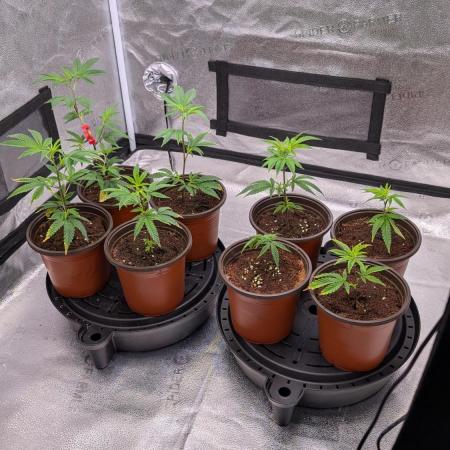 Blueberry Spider (Clones Run)