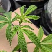 Blueberry Spider (Clones Run)