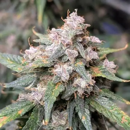 Happy Bird Auto Grow 2