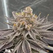 Autopot Discord Grow Along