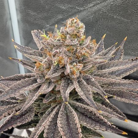 Autopot Discord Grow Along