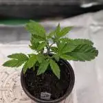 Blueberry Spider Clone