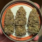 Dumpstar & Grandpa's Stash