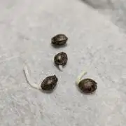 Autopot Discord Grow Along