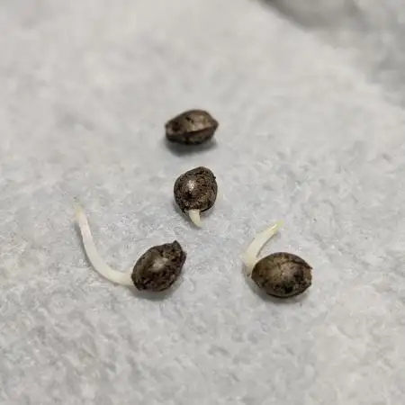 Autopot Discord Grow Along