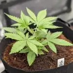 Dump-Star, OG Kush & Grandpa's Stash