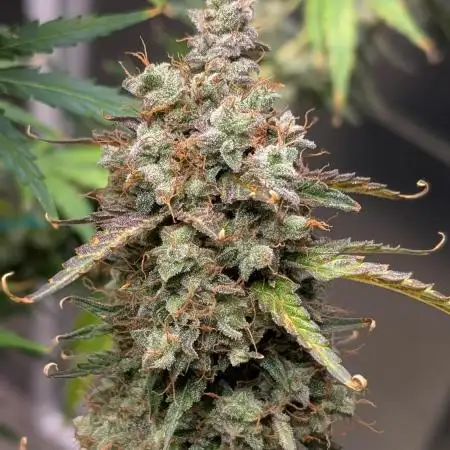 Happy Bird Auto Grow 2