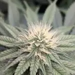 OC Runtz, MMXX, OG Kush