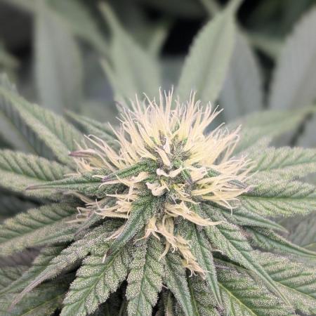 OC Runtz, MMXX, OG Kush