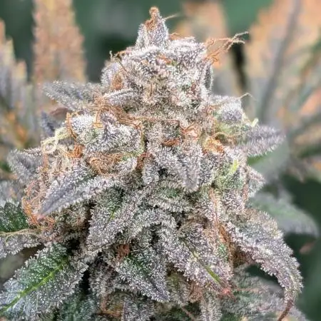Irvine Mixed Fem Grow 2