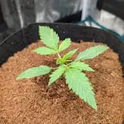 Skywalker OG & Strawberry Gorilla