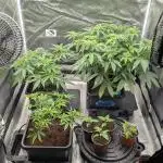 Dumpstar & Grandpa's Stash