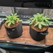 Skywalker OG & Strawberry Gorilla