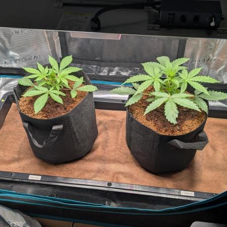 Skywalker OG & Strawberry Gorilla