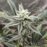 Blueberry Spider (Clones Run)