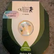 Orion F1 RQS