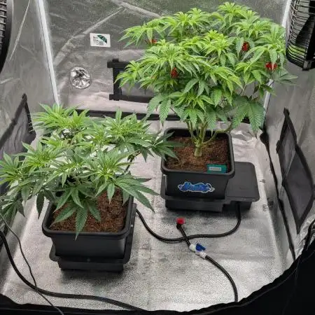 Dumpstar & Grandpa's Stash