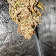 Tahoe OG Kush - 12/12 Reg Grow