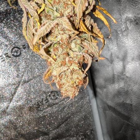 Tahoe OG Kush - 12/12 Reg Grow