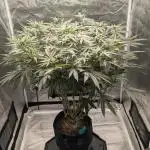 Dante's Inferno #8 S1