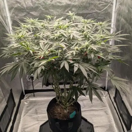 Dante's Inferno #8 S1