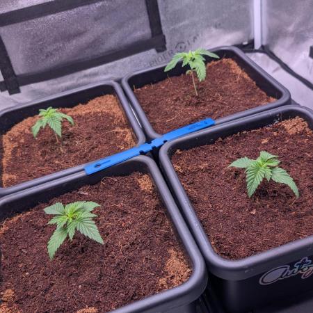 Autopot Discord Grow Along