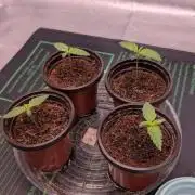 Autopot Discord Grow Along