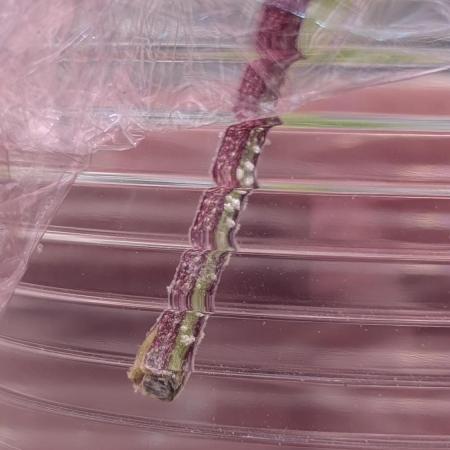 Blueberry Spider (Clones Run)