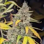 Happy Bird Auto Grow 2
