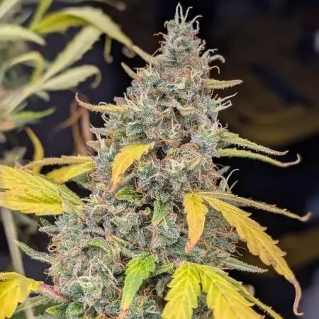 Happy Bird Auto Grow 2
