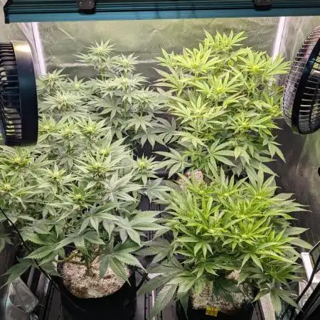 OC Runtz, MMXX, OG Kush