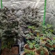 Blueberry Spider (Clones Run)