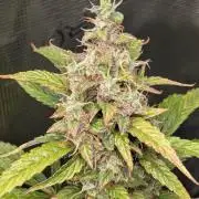 Skywalker OG & Strawberry Gorilla