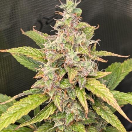 Skywalker OG & Strawberry Gorilla