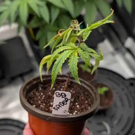 Blueberry Spider