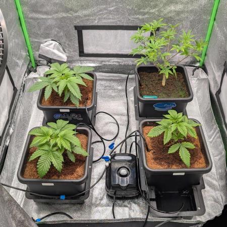 Nova 91 x OC Runtz/Apple Glitter