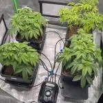 Nova 91 x OC Runtz/Apple Glitter