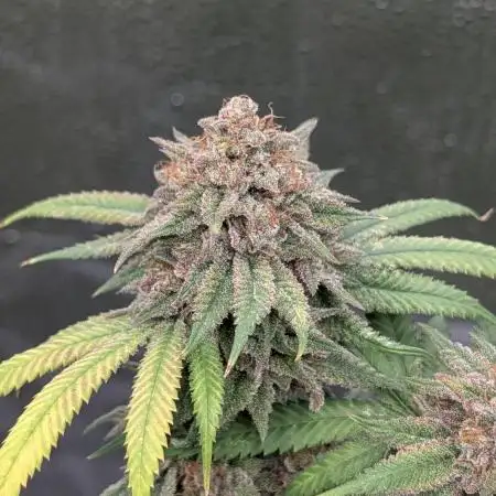 Dante's Inferno #8 S1