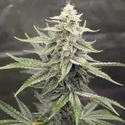 Tahoe OG Kush - 12/12 Reg Grow