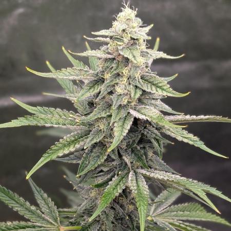 Tahoe OG Kush - 12/12 Reg Grow