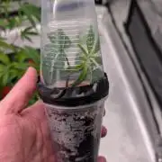 Blueberry Spider (Clones Run)