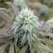 Dumpstar & Grandpa's Stash