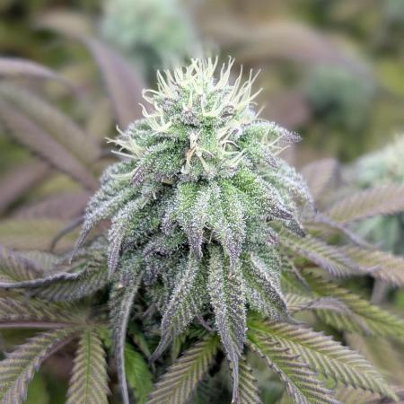 Dumpstar & Grandpa's Stash