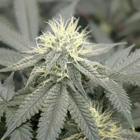 Dante's Inferno #8 S1