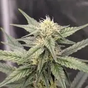 Tahoe OG Kush - 12/12 Reg Grow