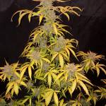 FastBuds Zkittlez