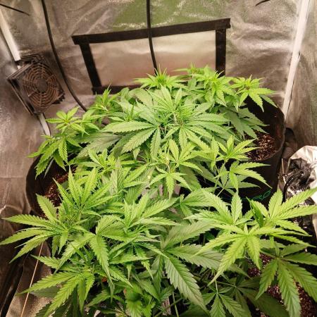 1. Auto grow Fast Buds
